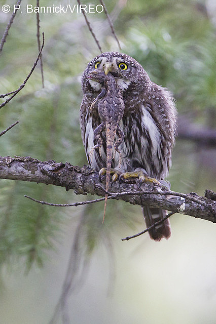 Northern Pygmy-Owl b53-4-126.jpg
